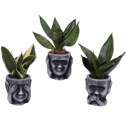 Sans Tri Gemengd Keramiek