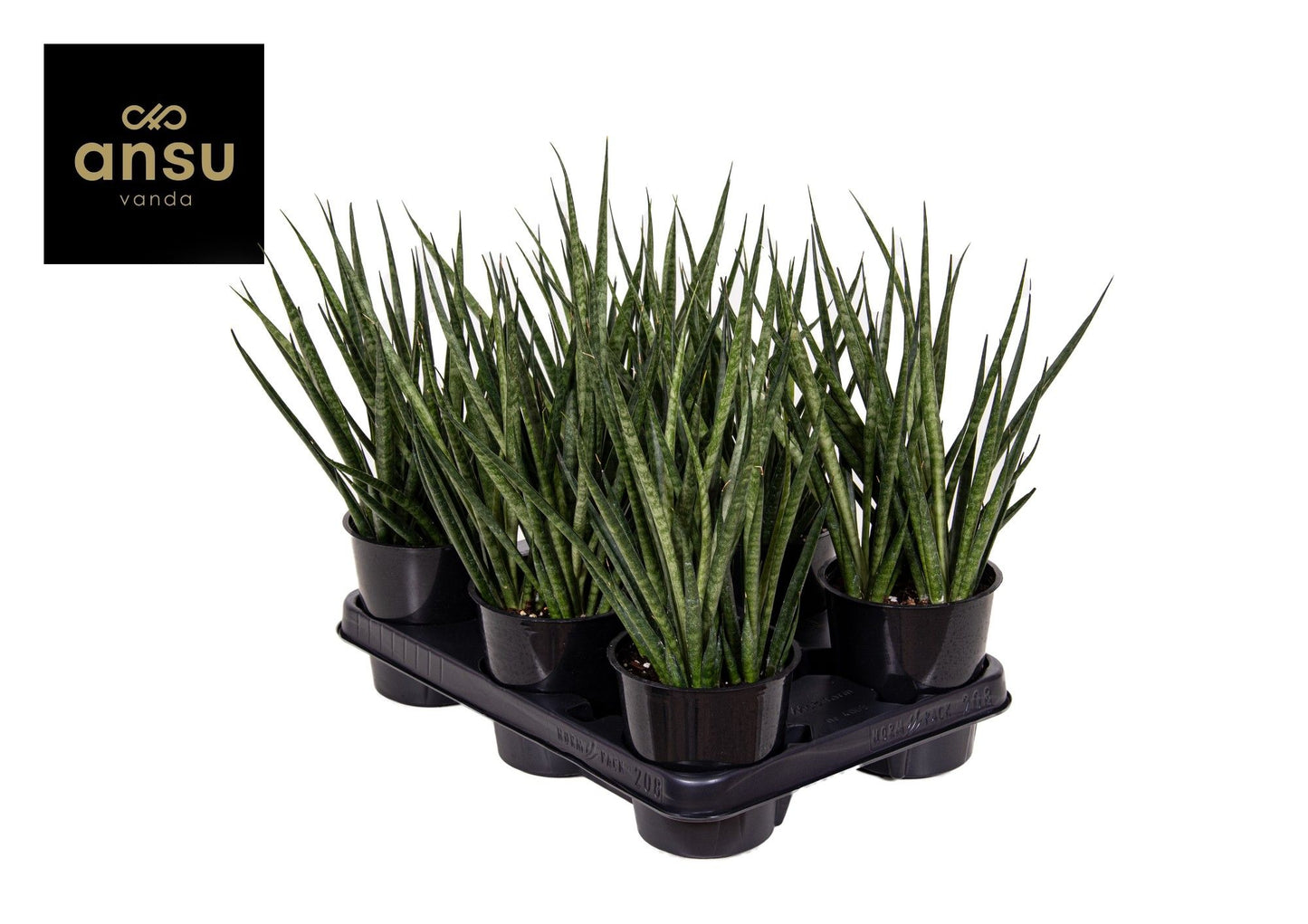 Sans Cyl Comet Kichaka