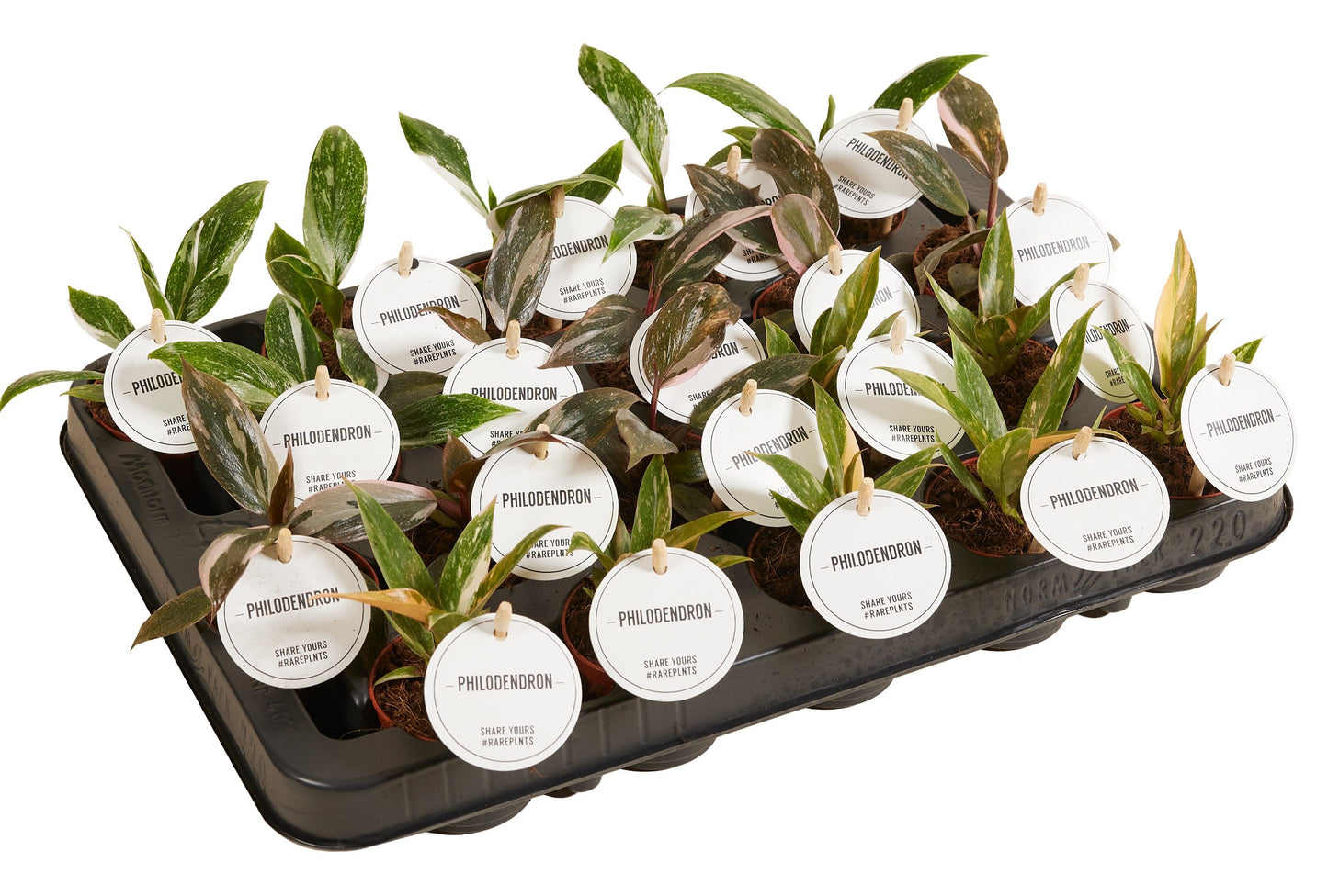 Phil Gemengd Princess