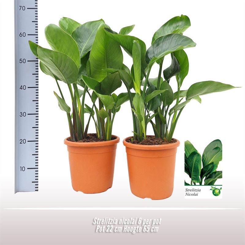 Strelitzia Nicolai 6pp