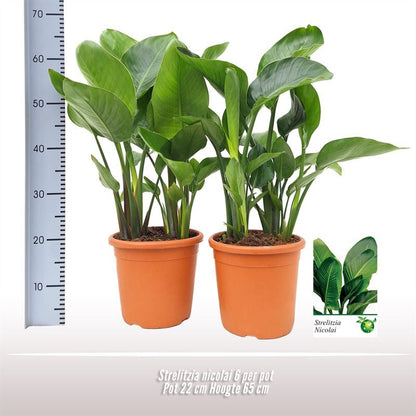 Strelitzia Nicolai 6pp