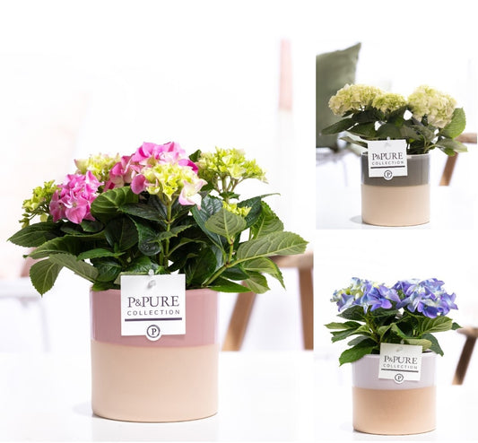 Hydrangea M Gemengd 2+ Keramiek Tess