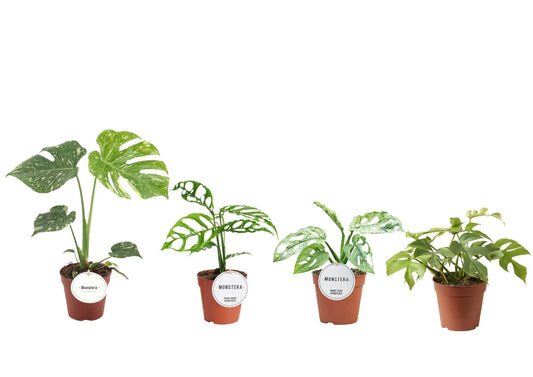 Monstera Gemengd