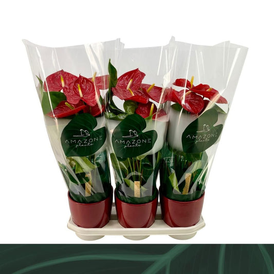 Anthurium An Nevada Keramiek Rood