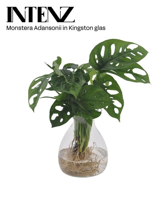 Opm Intenz Monstera Adansonii Glas Kingston