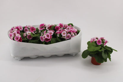 Primula Ob Red White