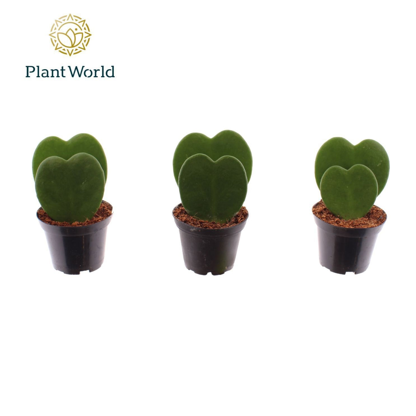 Hoya Kerrii 2pp