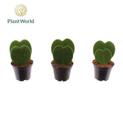 Hoya Kerrii 2pp