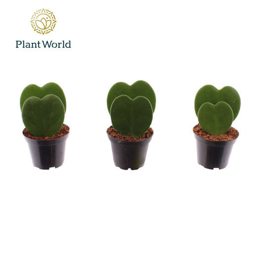 Hoya Kerrii 2pp