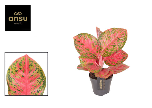 Aglaonema Red Balloon