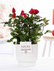 Rose Bm Rood Keramiek Ivy White