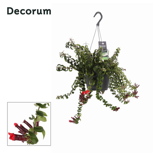Aeschynanthus Swing