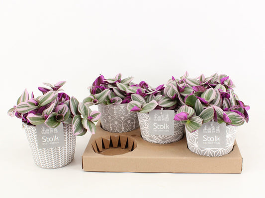 Trad Nanouk Keramiek Star