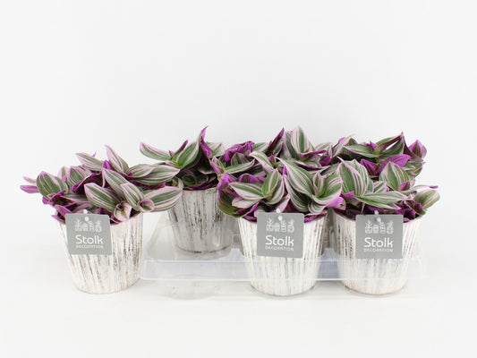 Trad Nanouk Wood White