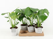 Monstera Deliciosa Keramiek Star
