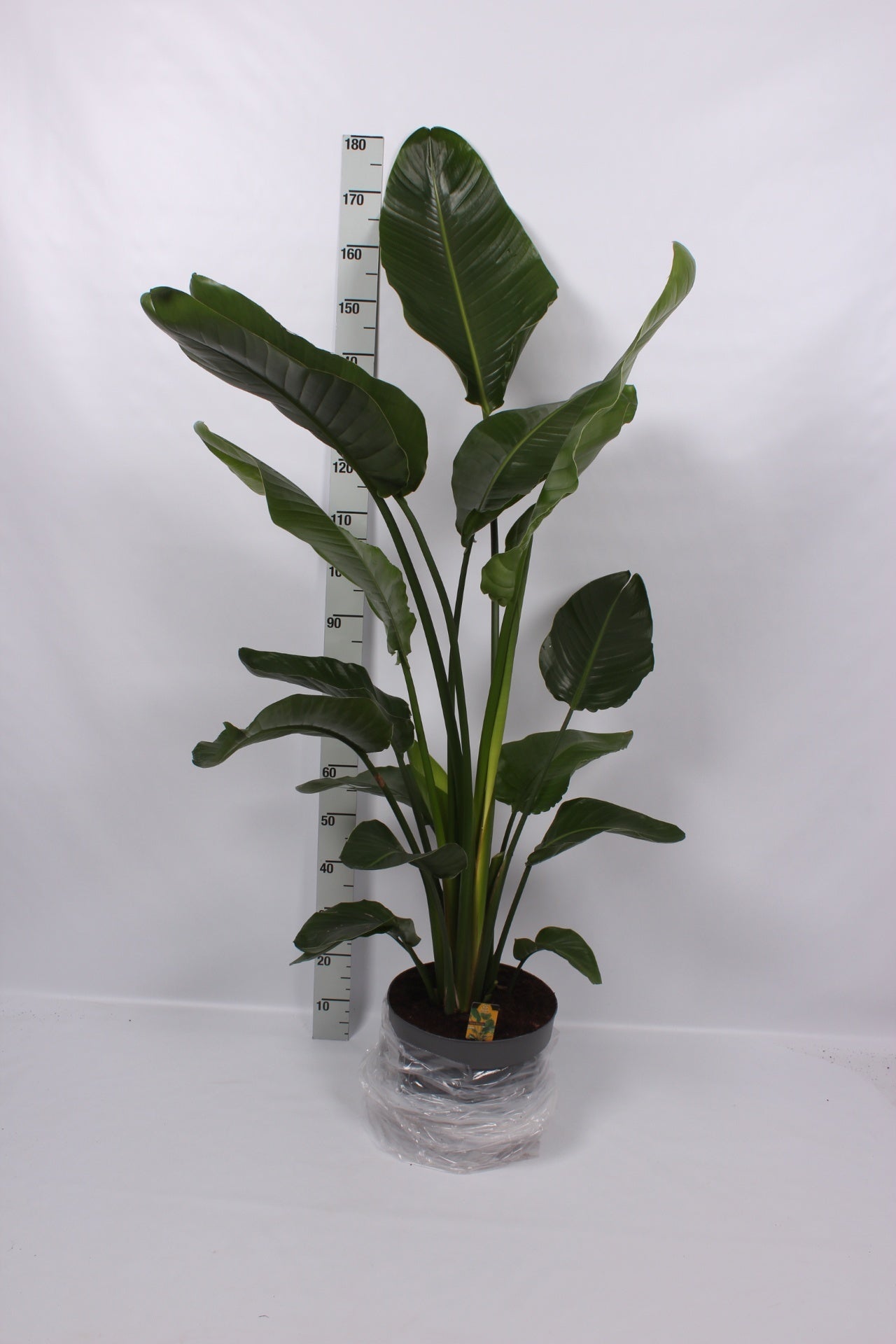 Strelitzia Nicolai 4pp