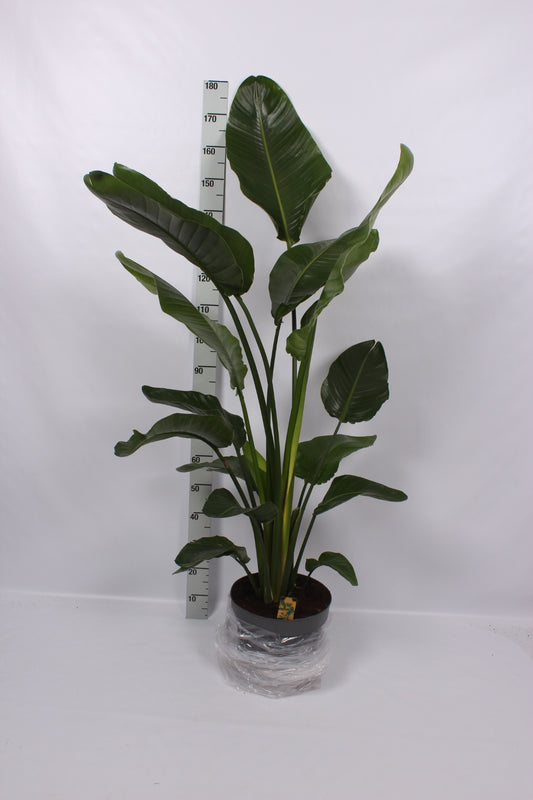 Strelitzia Nicolai 4pp