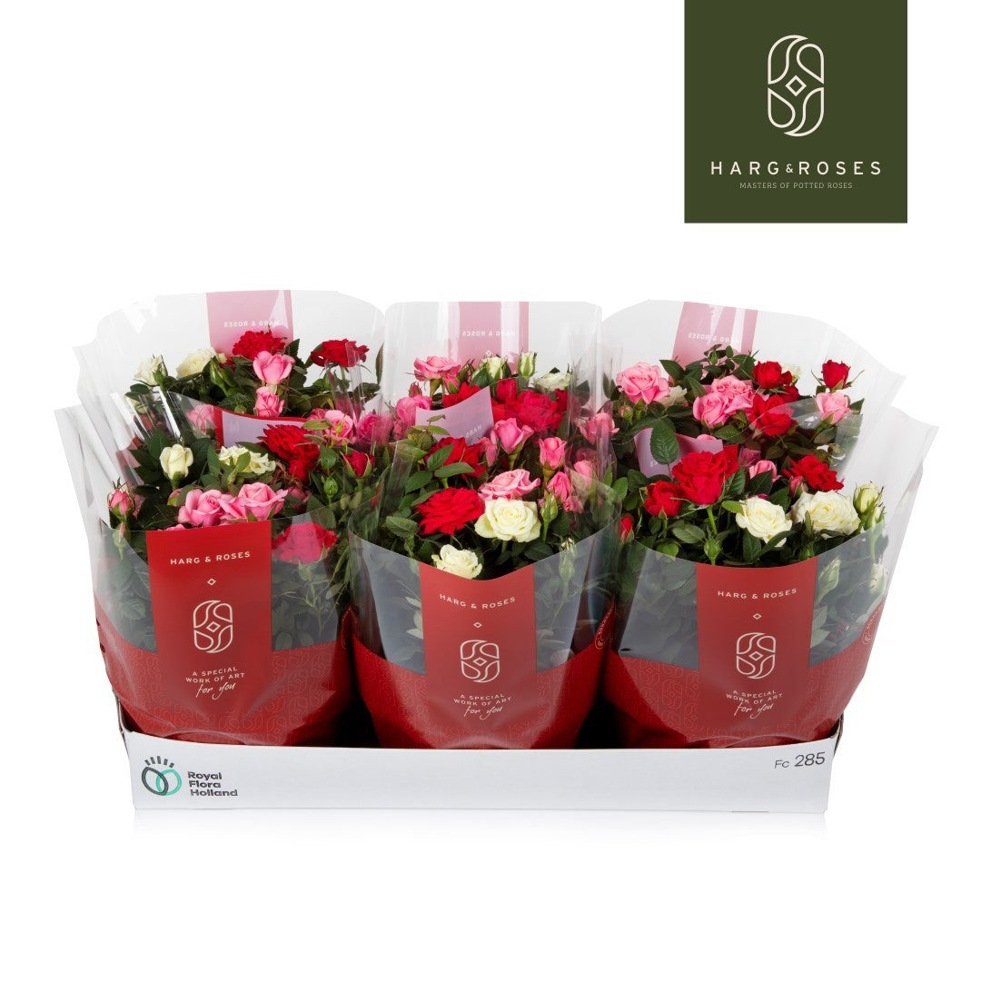 Rose Kordana Carnaval