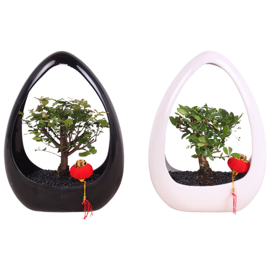 Bonsai (Indoor) Gemengd Keramiek Ikebana Zwart & W