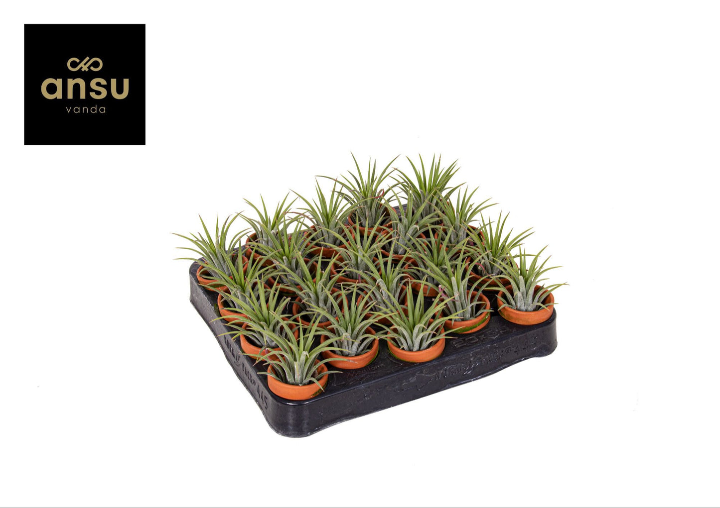 Tillandsia Ionantha Keramiek Terracotta