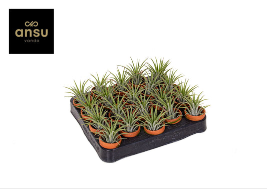 Tillandsia Ionantha Keramiek Terracotta