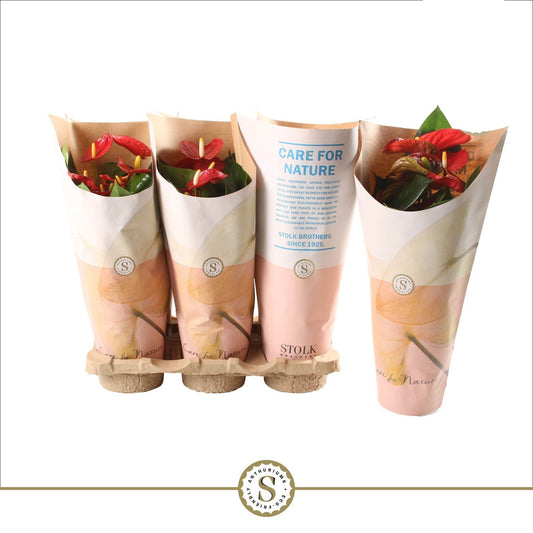 Anthurium St Red Champion Feel Green