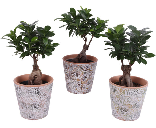 Ficus Mi Ginseng Keramiek Jungle