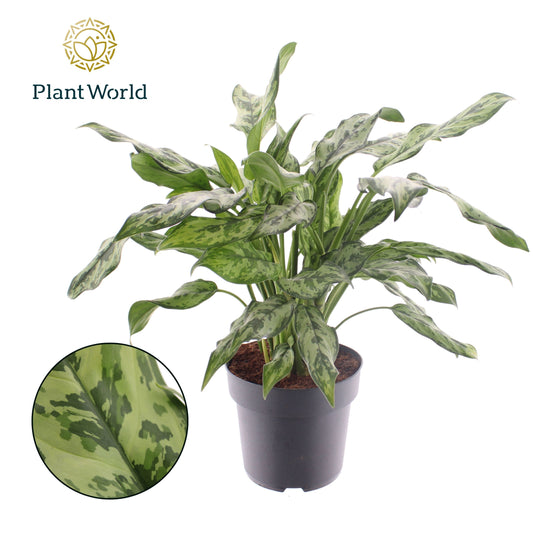 Aglaonema Juliette