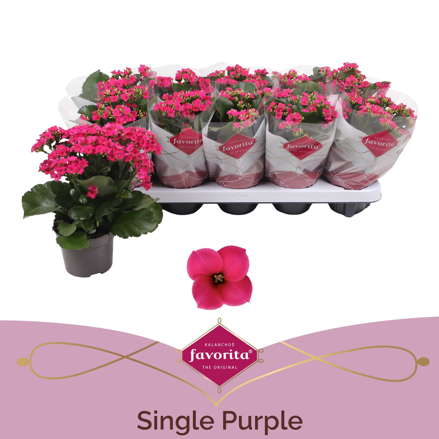 Kalanchoe Bl Paars