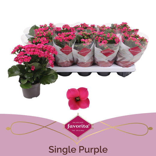 Kalanchoe Bl Paars