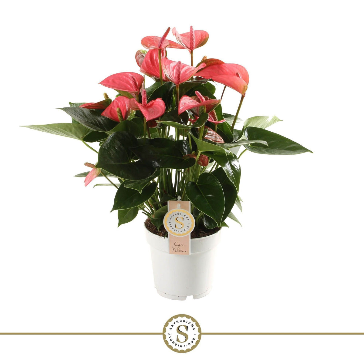 Anthurium St Pink Champion