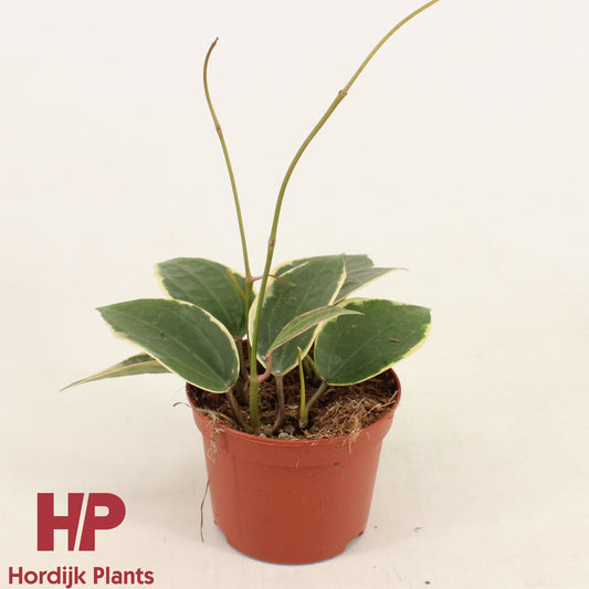 Hoya Latifolia Albomarginata