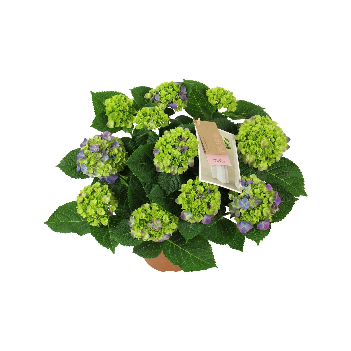 Hydrangea M Ningbo 7-8 Kop