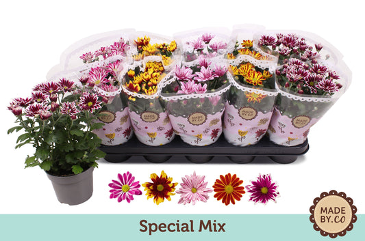 Chrysanthemum Gemengd Special