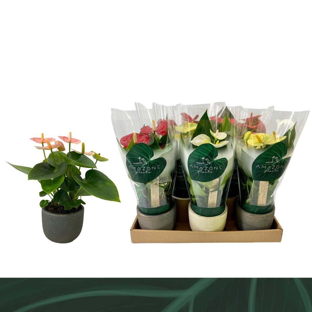 Anthurium An Gemengd 4kl Keramiek Luury