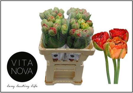 Tulip Frankrijk Du Gudoshnik Doub