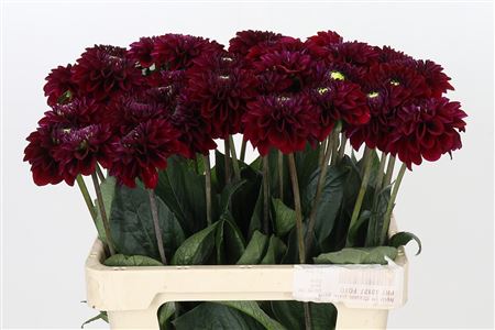 Dahlia ‘Black Fox’ Cut Stems – Brown, 60cm