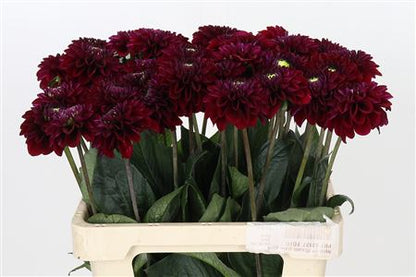 Dahlia ‘Black Fox’ Cut Stems – Brown, 60cm