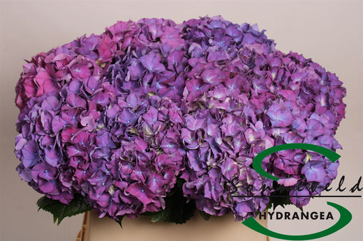 Hydrangea Rodeo