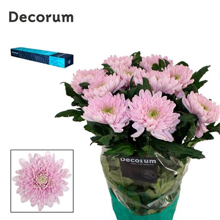 Chrysanthemum G Rossano