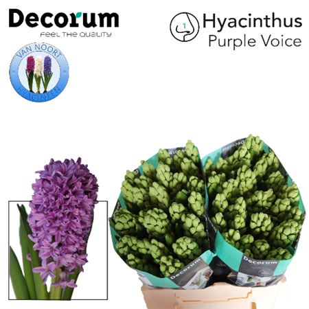 Hyacinth Purple Voice