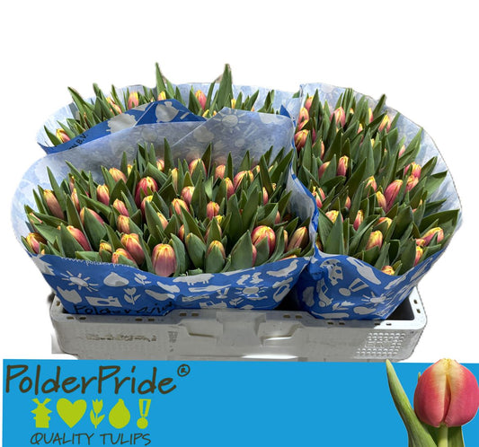 Tulip Fr Crispa Leen