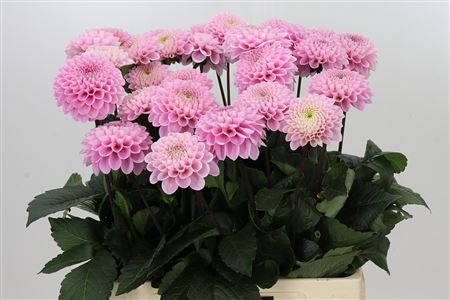 Pink Dahlia ‘Wizard of Oz’ – 60cm Stems