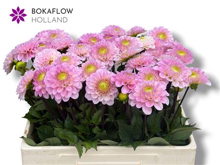 FeedSync:wholesale:f5a71c1fdb8085a35dc51efad189fec0ea332865