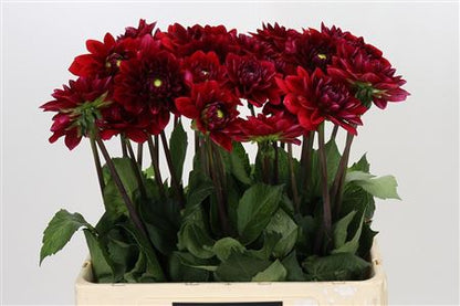FeedSync:wholesale:58fb279635dba85690c4642d144ffcf68c74f6b1