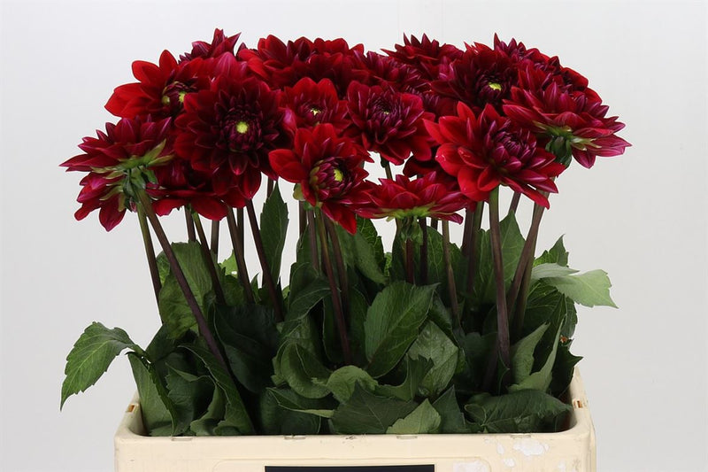 Red Runner Dahlia Stems – 60cm