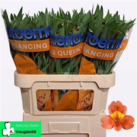 FeedSync:wholesale:2b3802da4ef4876cd8a597d302a2e34588357d77