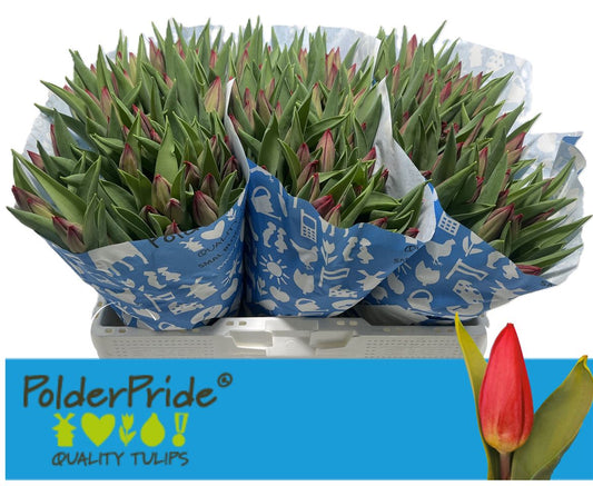 Tulip En Strong Love