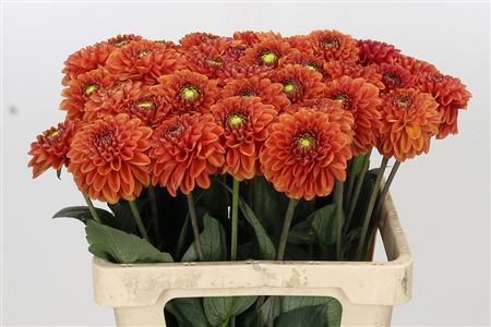 Orange Fox Dahlia Cut Flowers – 60cm Stems