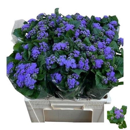 FeedSync:wholesale:9b48745c34680d87694bd658f2263fddbd19d5ff